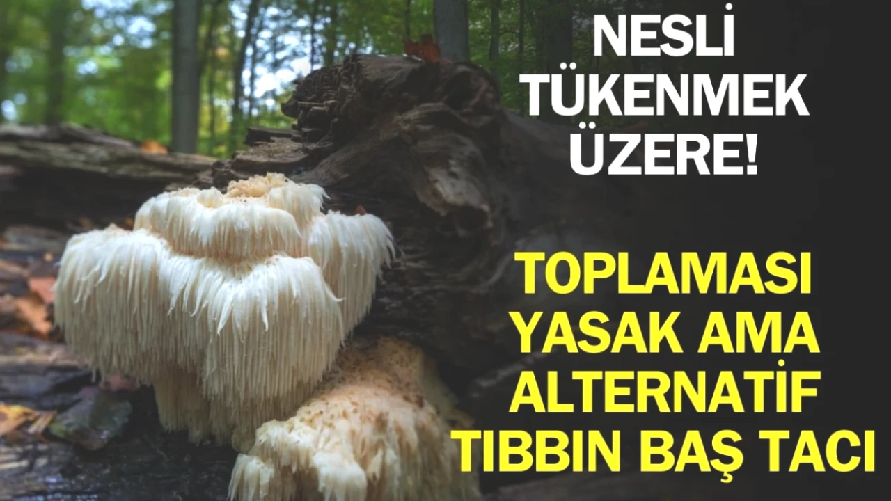 Doğanın Eşsiz Hediye: Toplanması Yasak Olan Şifalı Mantarın Sırları